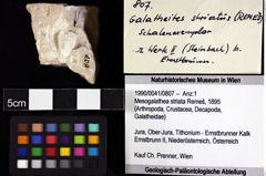 Foto (Objket + Etiketten) von Mesogalathea striata (Remeš, 1895) 